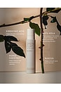 view 3 of 6 Rose Body Oil With Ximenynic Acid NPD in 