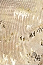 view 4 of 4 Halterneck Maxi Dress With Real Feather Trims in Multi