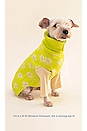 view 3 of 3 Flower Power Pet Sweater in Ivory & Yellow Plum