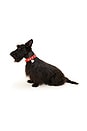 view 6 of 6 CUELLO RUBY FLOWER POWER COLLAR in 