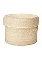 view 1 of 3 PANIER PALM in 