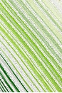 view 6 of 6 ТОП in Green, White, & Blue
