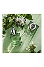 view 4 of 6 Indian Jasmine Perfume Oil 30ml in 