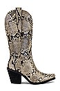view 1 of 5 Amarillo Boot in Snakeskin