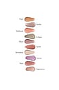 view 10 of 10 Eyelights Cream Eyeshadow in Aurora