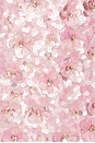 view 4 of 4 ROBE COURTE TATE in Rosa