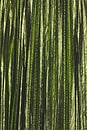 view 5 of 4 Perindo Dress in Metallic Basil