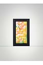 view 4 of 5 Monkeyflower in 