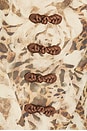 view 4 of 4 VESTIDO NEYLA in Brown Multi