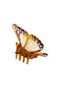 view 1 of 6 Hand-Painted Mini Boho Monarch Claw Hair Clip in Brown