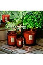 view 5 of 5 Tomato Trellis 18oz Large Jar in 