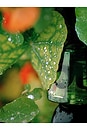 view 2 of 6 I Am Verdant Eau De Parfum in 