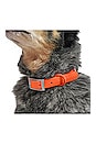 view 5 of 7 x REVOLVE Extra Large Collar in Blaze