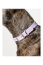 view 5 of 7 COLLIER POUR CHIEN WILD ONE DOG COLLAR in Lilac