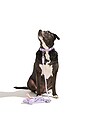 view 5 of 6 Rope Leash in Lilac