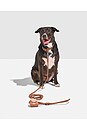 view 5 of 4 Rope Leash in Cocoa