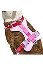 view 5 of 6 Extra Small Harness in Bubblegum Colorblock