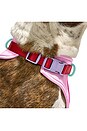 view 6 of 6 Extra Small Harness in Bubblegum Colorblock