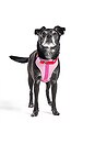 view 7 of 6 Extra Small Harness in Bubblegum Colorblock