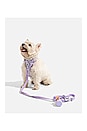 view 6 of 6 Small Leash in Lilac