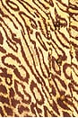 view 6 of 6 Coco Beaded Fringe Shirt in Leopard