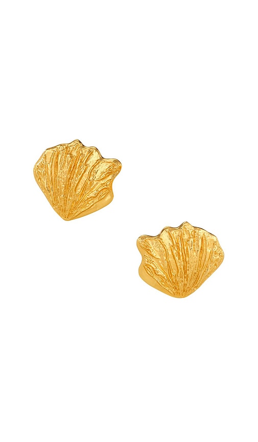 Shop Aureum Oyster Earrings In Gold