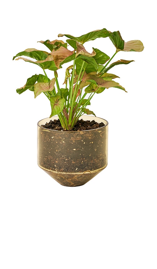  Areaware übertopf Model Three Planter In Orange. 