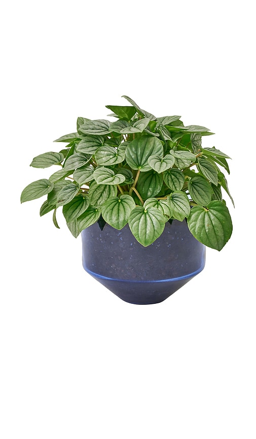  Areaware übertopf Model Three Planter In Blue. 