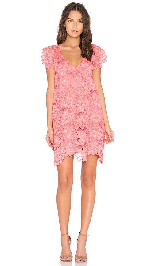 bb dakota jacqueline lace shift dress