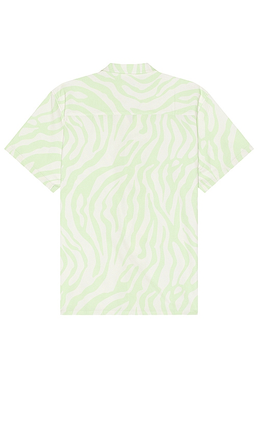 Shop Duvin Design Zebra Shirt In Keylime