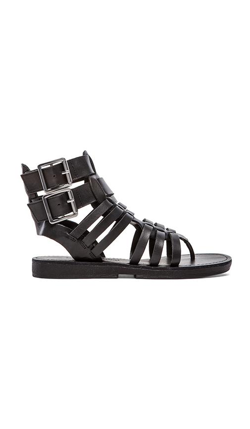 Dulcie Gladiator