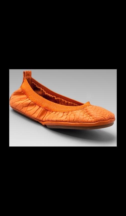 Waxy Crocodile Flat