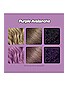 view 3 of 3 COLOR CLOUD FOAMING HAIR COLOR 헤어컬러 in Purple Avalanche