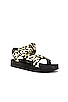 view 2 of 5 Maisie Sporty Sandal in Leopard