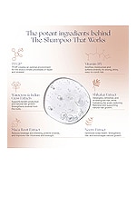 The Shampoo - thumbnail 6