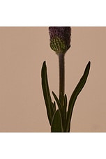 Solais Replenishing Hand Serum - thumbnail 6