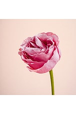 Cash Flower Extrait 8ml - thumbnail 7