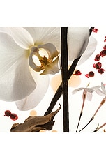 Vanilla Skin Body Oil - thumbnail 6