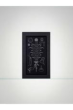 Silphium - thumbnail 6