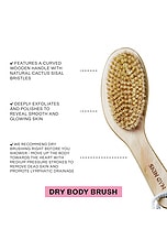 Body Brush - thumbnail 5