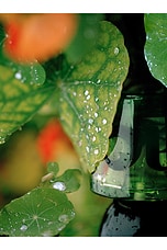 I Am Verdant Eau De Parfum - thumbnail 5