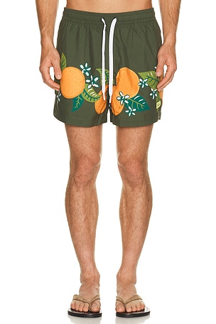 TROPICAL 수영복 Duvin Design
