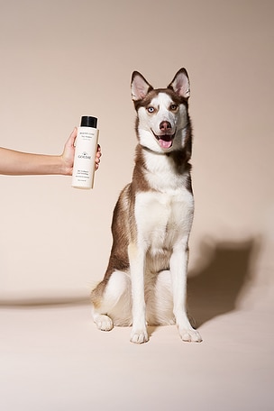 Goldie Dog Essentials Healthy Coat Shampoo