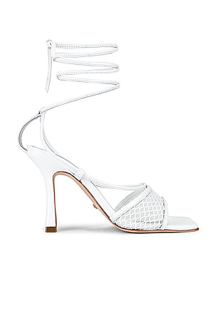 Penn Heel RAYE