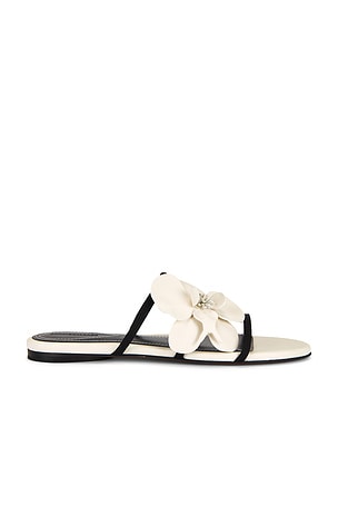 Orchid Slide Zimmermann