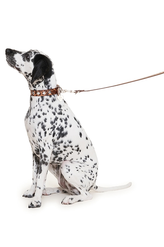 view 2 of 5 Cougar Flower Power Leash in 