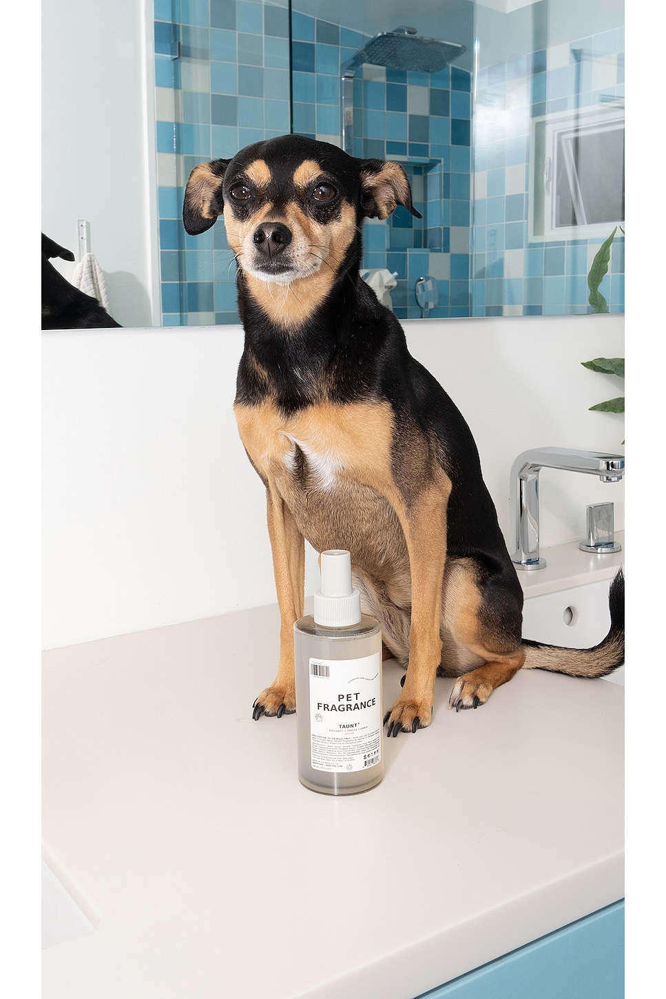 Pet Fragrance 01 "Taunt"