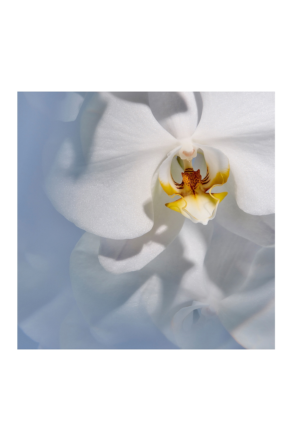 Lost Cause Eau De Parfum 50ml