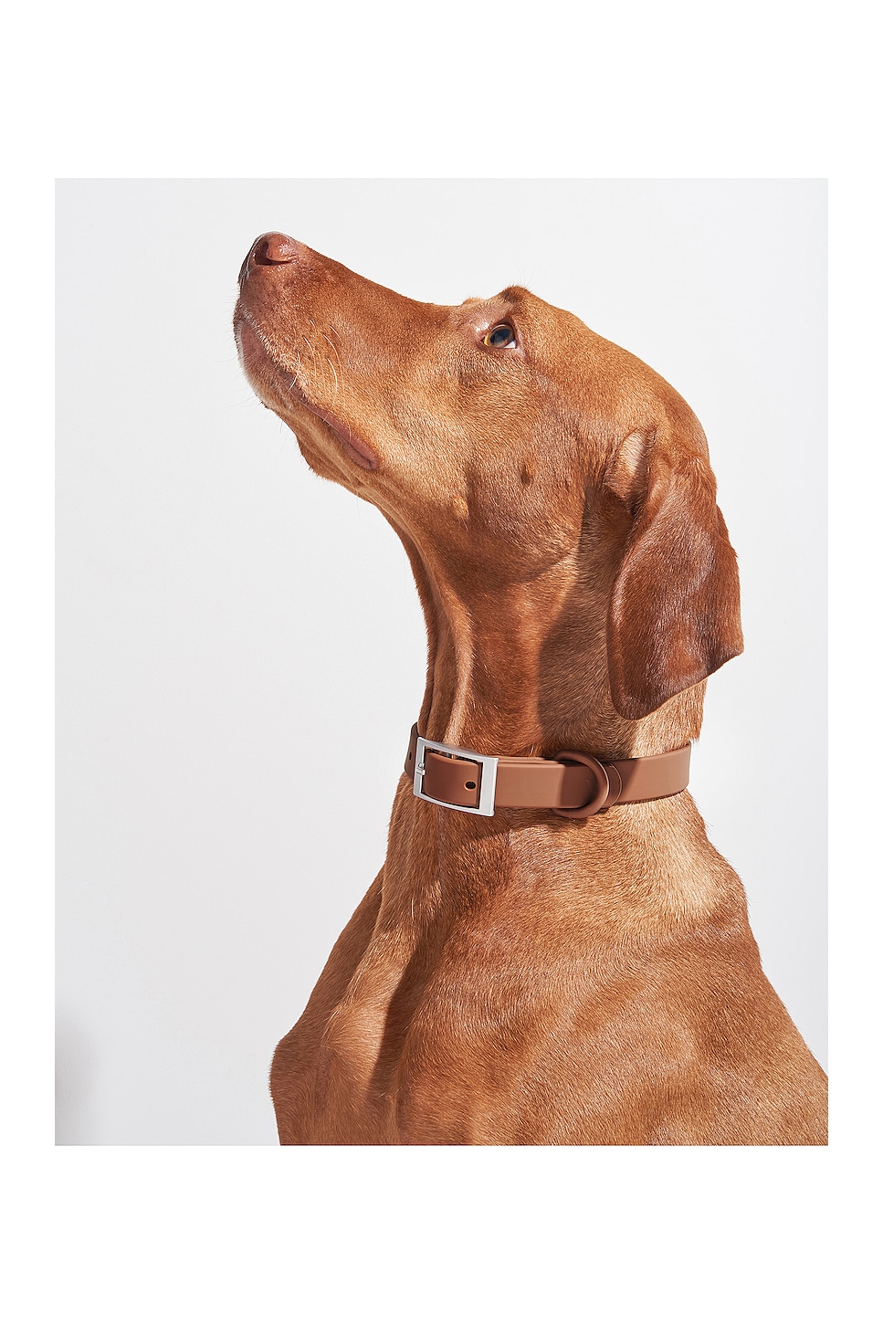 Large Colar Wild One Large Collar in Cocoa | REVOLVE